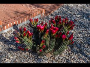 Cactus Flowers-17